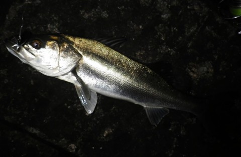 ugmuhxndopi7b8xs6avp_480_480-6b7fed44.jpg