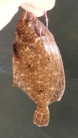 ugmzx5mjzoyksgoknon3_480_480-300115e2.jpg