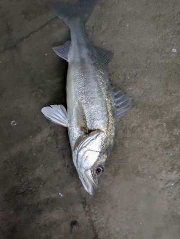 ugrsjnebddry2hyj85rp_480_480-16006c61.jpg