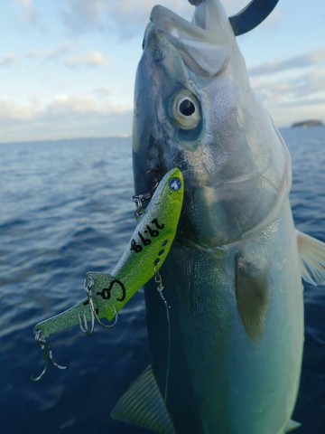 ugwivk9ysow3oijktuau_480_480-343b2636.jpg