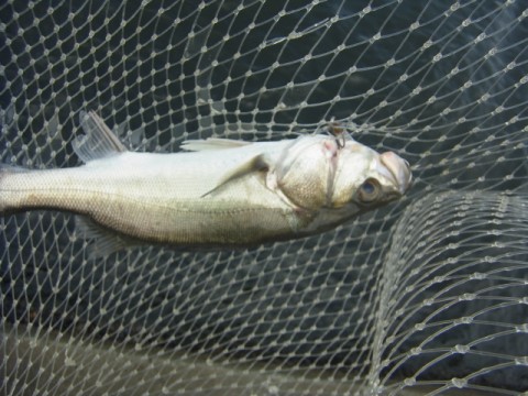 ugwwgv6orsmetwaen74p_480_480-715c6d42.jpg