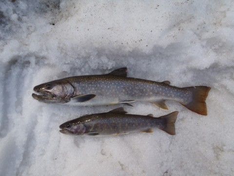 uhcoayuttngeavk76gws_480_480-ee462a68.jpg