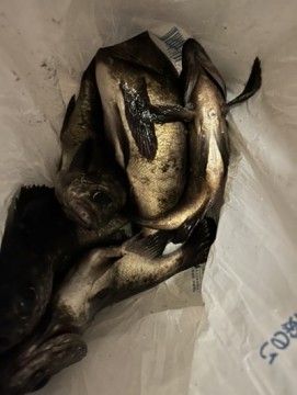 uhuo7m5exvgfvw8sbaj7_361_480-5e363b7f.jpg