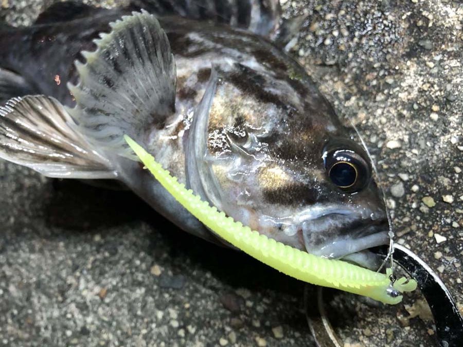 Pure Fishing Japan SaltWater BLOG】 釣れ過ぎ警報発令中