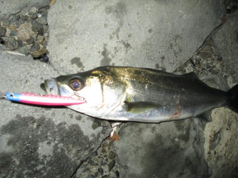 ui5ad4bu88gzbc24gknm_480_480-c0181189.jpg