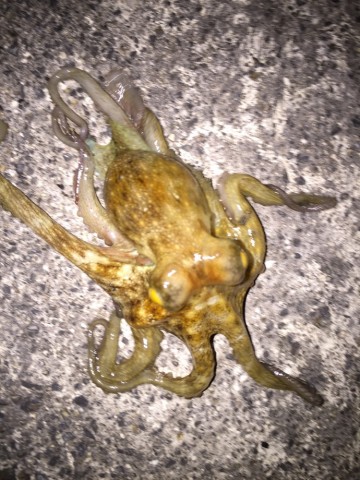uifkopr6j6k64sd5jzkk_690_920-63025ff8.jpg