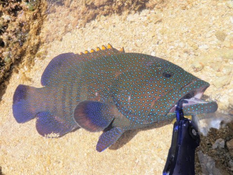 uitc3zwdho6uebtnfgs8_480_480-c4d589ef.jpg