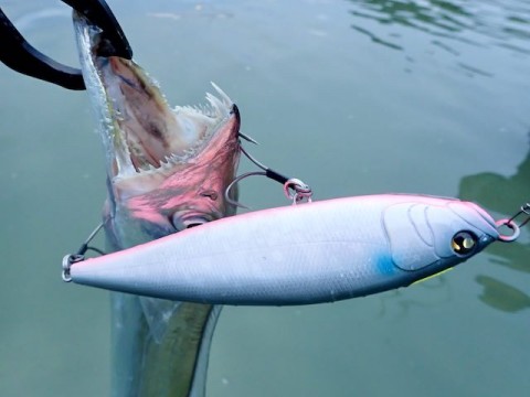 uj4bp9ya5grxoc54upvz_480_480-2f63ed3d.jpg