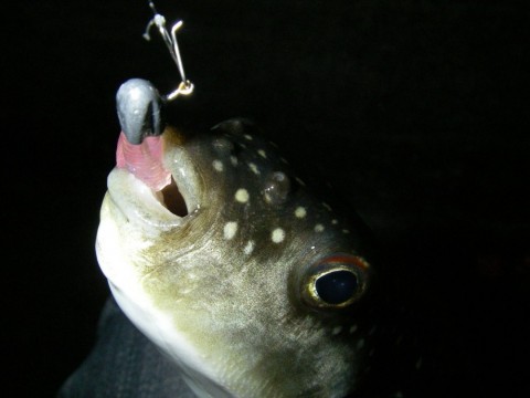 ujaki5n5wvscedxjc746_480_480-ef3d162f.jpg