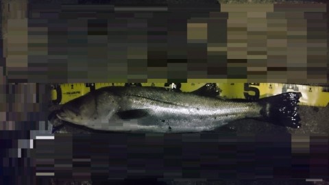 ujcpu4axev68eihf38ea_480_480-d7e0d531.jpg