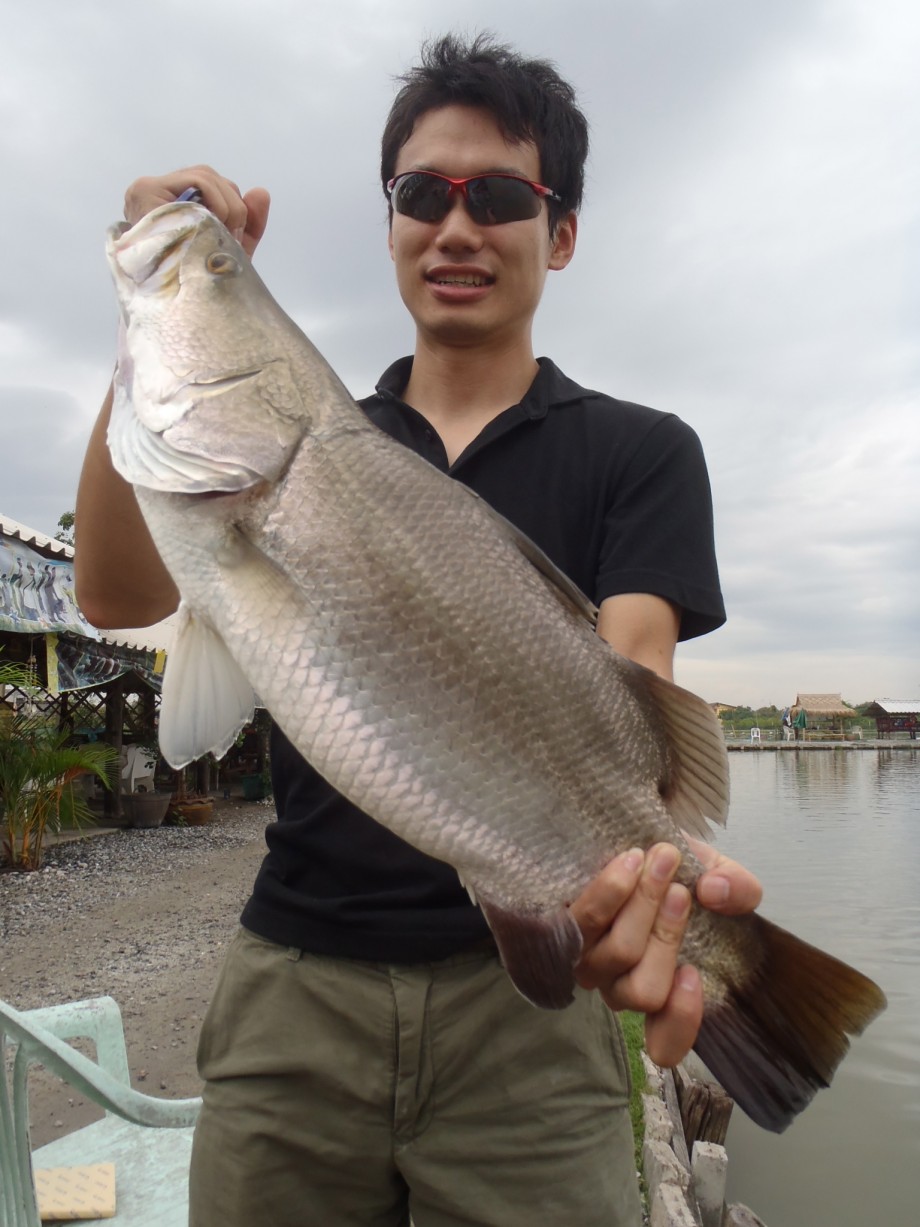 Whose Foods タイ仕事たまたま釣り タイ釣り堀 バラマンディ ナマズ編