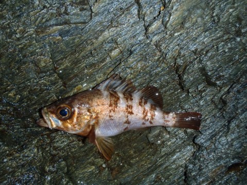 ujhjxcruhfezsupm9xj7_480_480-2b83b067.jpg
