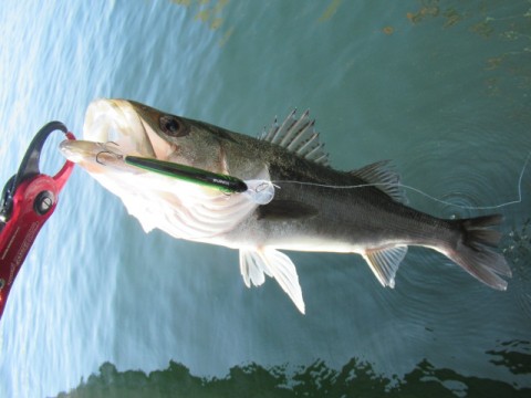 ujifxwufp3rc9owonnrt_480_480-66141e3d.jpg