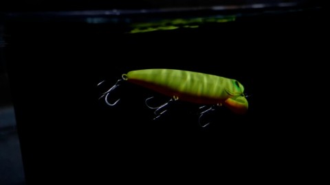 ujnc6db8gob4e388pjfm_480_480-94c03dc1.jpg