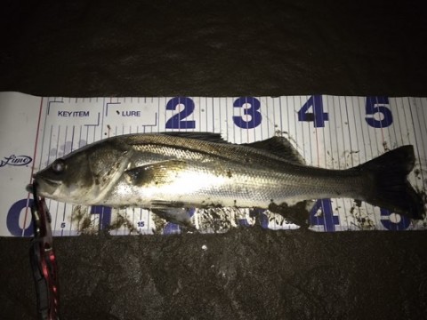 ujp56fob5isdimniebf4_480_360-bc1214ec.jpg