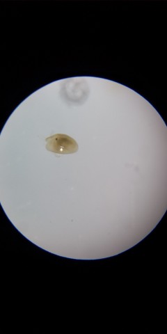 ujrfw9cdc25vte6kvrye_480_480-f0017dea.jpg