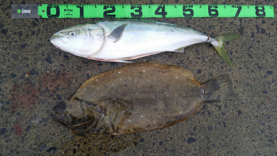 たまに釣れたら 北海道青物 ヒラメ遠征 17 07 後編 たまに釣れたら 北海道青物 ヒラメ遠征 17 07 後編