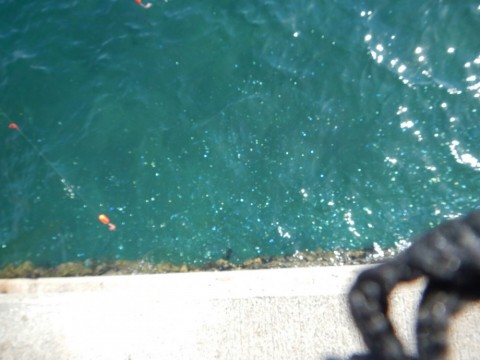 uk8vuvmddh2s3bwv5j3v_480_480-d659d0d0.jpg