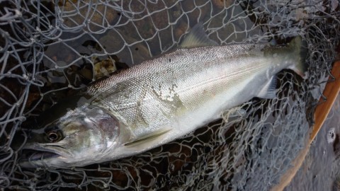 ukwwxiywabwjckfa6v29_480_480-9d61f286.jpg