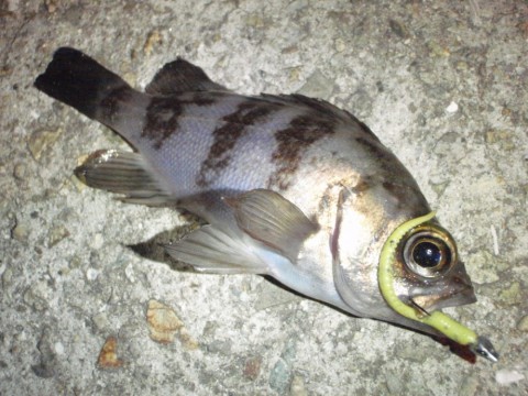 ume4ded982itmmswgsh8_480_480-20332259.jpg