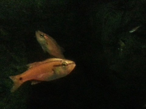 umgihpzxjzfxkgeuhfaa_480_480-364bceb8.jpg