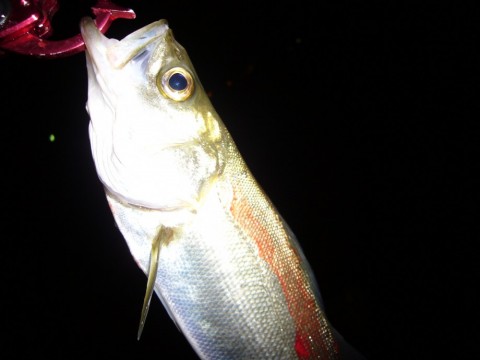 umgnbvep3erpmbjrxdo5_480_480-58cf84ff.jpg