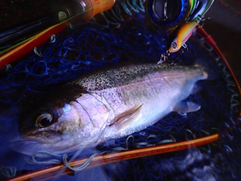 umks6fxti2v7vgy8bb7g_480_480-de46cb37.jpg