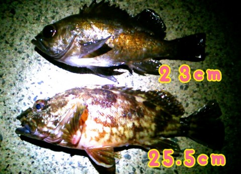 umv6iz6uoefcps8gmbs3_920_663-617263f3.jpg