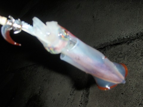 un9xgvg76xhvavx3r5j5_480_480-59e8353e.jpg