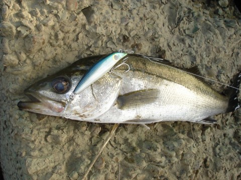 unehtemcanaazxz5ameu_480_480-fd3fce0b.jpg