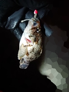 uogb2dw2di9xog9rioft-2527f1cb.jpg