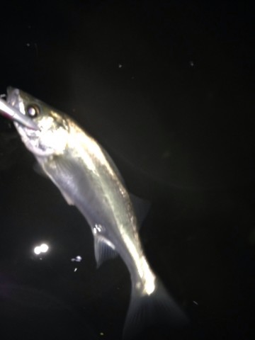 uoyxuun2rwsmhc66y737_690_920-7840f460.jpg