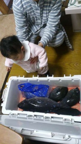 upwdcaica9d66g9hz23a_480_480-c2792b0c.jpg