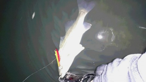 upwu9orp7esejjpkeyda_920_518-78408af8.jpg