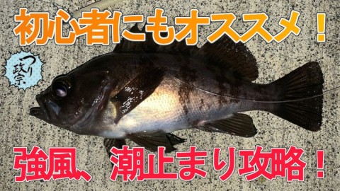 ur5jbfnefwkwf3kurjry_480_480-e37db37b.jpg