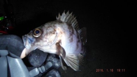uro32s3foajpje595i4o_480_480-3d5c2b6b.jpg