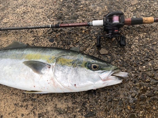 釣りって楽しいね シーバスロッドでブリ釣ってみた