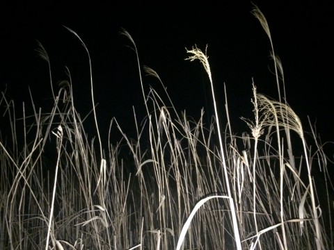 usaunu3goapyfvx6g8jb_480_480-0760bb76.jpg