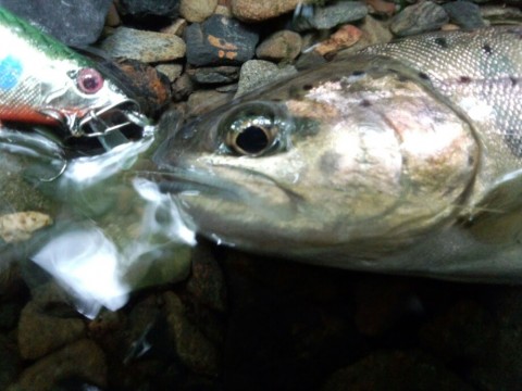 usbhznfrum596fodzt56_920_690-ff859c09.jpg