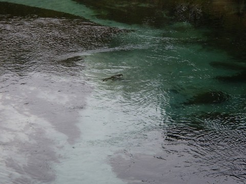 usi9aiuxxzccw4x67ubs_480_480-6b3a1f64.jpg