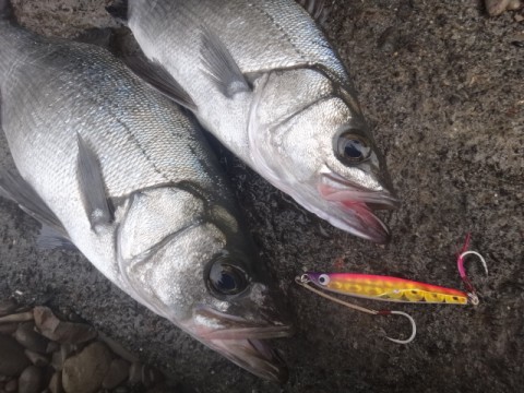 uso273zmj99eis62cu57_480_480-80437ff7.jpg