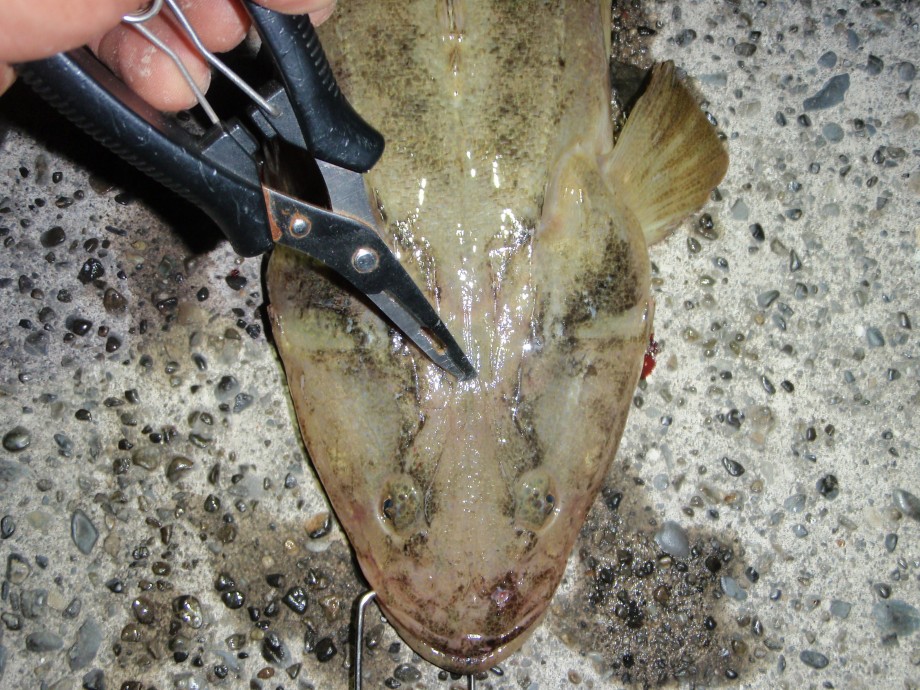 ブログ 私流マゴチの〆方