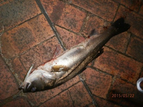 utb32rabbip5e8myhta8_480_480-f3df0df8.jpg