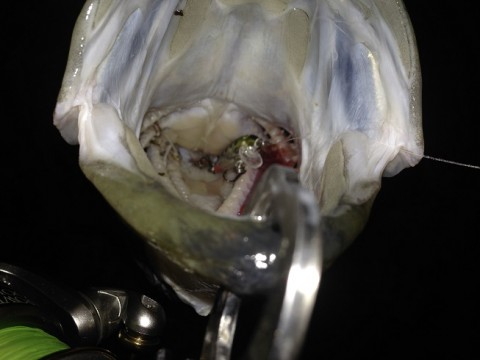 uudvrx3jupbtz5okc5h7_480_480-88da037a.jpg