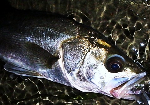 uufj6fumyfaoum8bmzr9_480_480-648a19ec.jpg