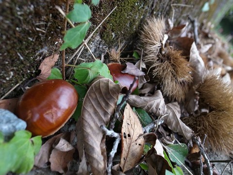 uugefxfe57n69d7g478d_480_480-1891dc86.jpg