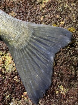 uukmrerrwrbzzcoeva3y_360_480-5d2b6b9c.jpg