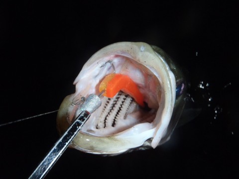 uusrkuu324kxx8zb3f48_480_480-e99ee3bd.jpg