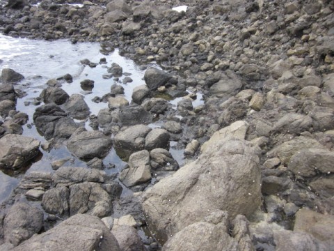 uuufftbcbxppg9ewh7ws_480_480-b6556915.jpg