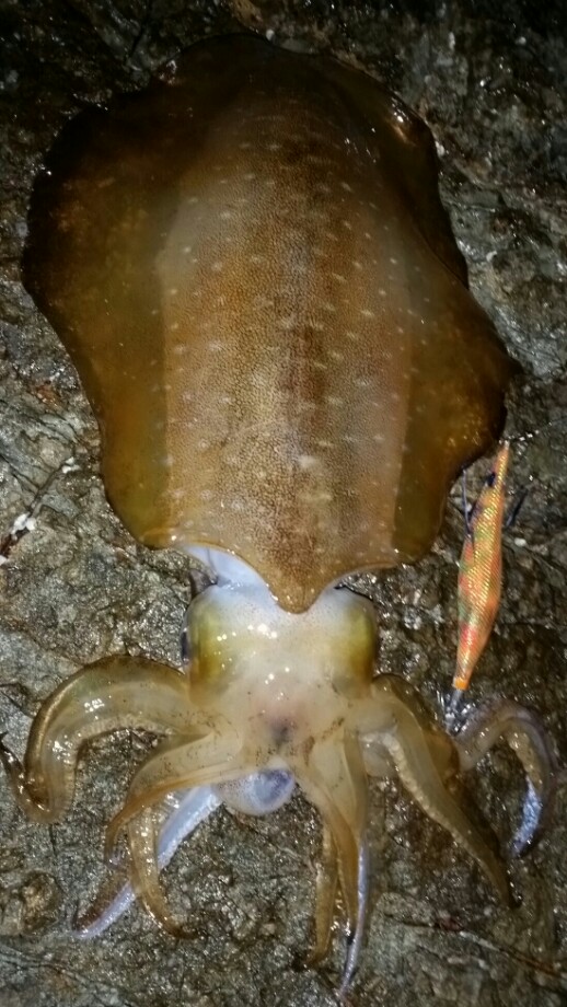 Btの釣りブログ アオリイカのキモを生で食す